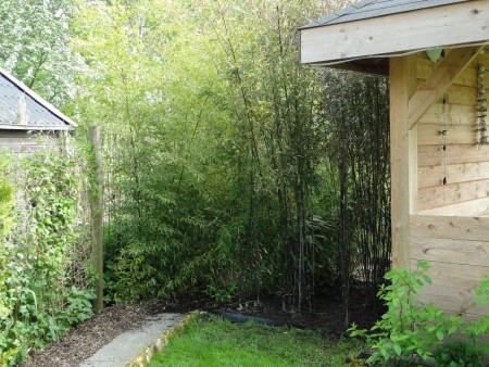 De Bamboe aangevuld met zwarte Bamboe